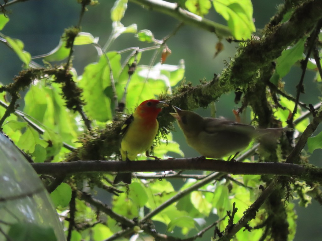 Western Tanager - ML621224577