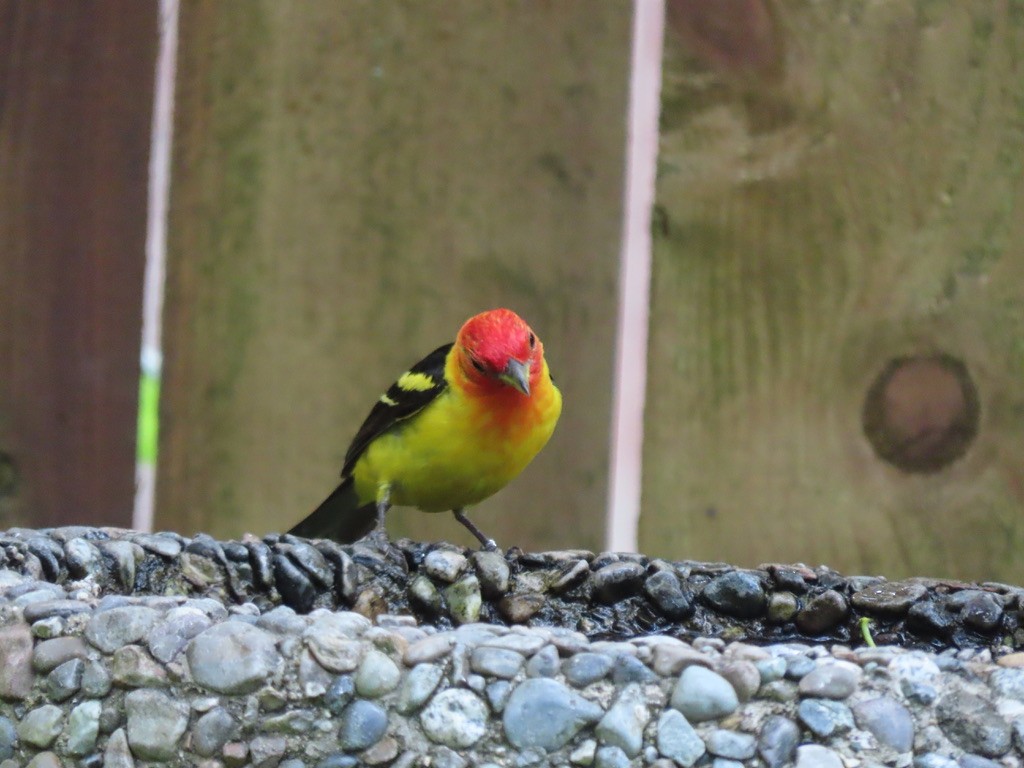 Western Tanager - ML621224583