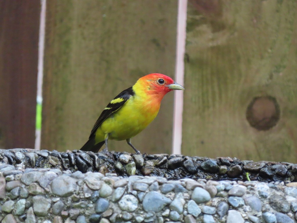 Western Tanager - ML621224589