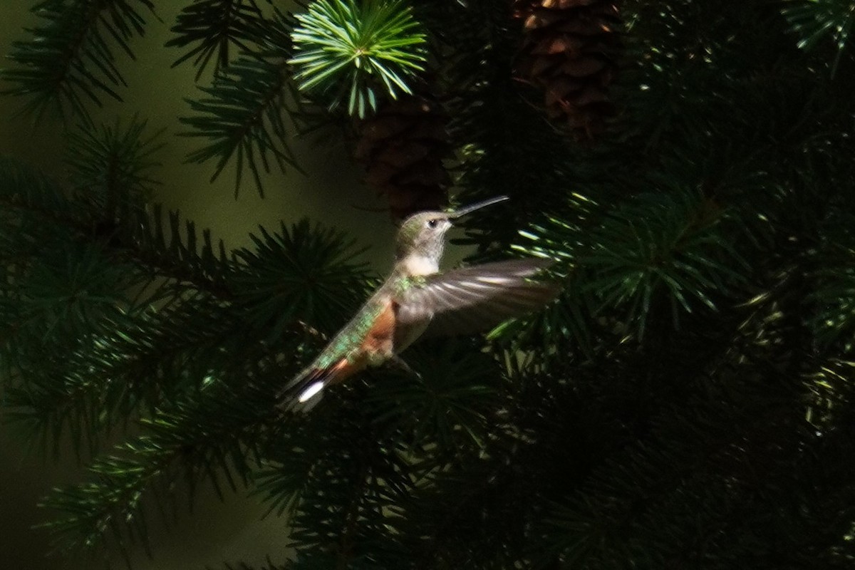 Rufous Hummingbird - ML621224622