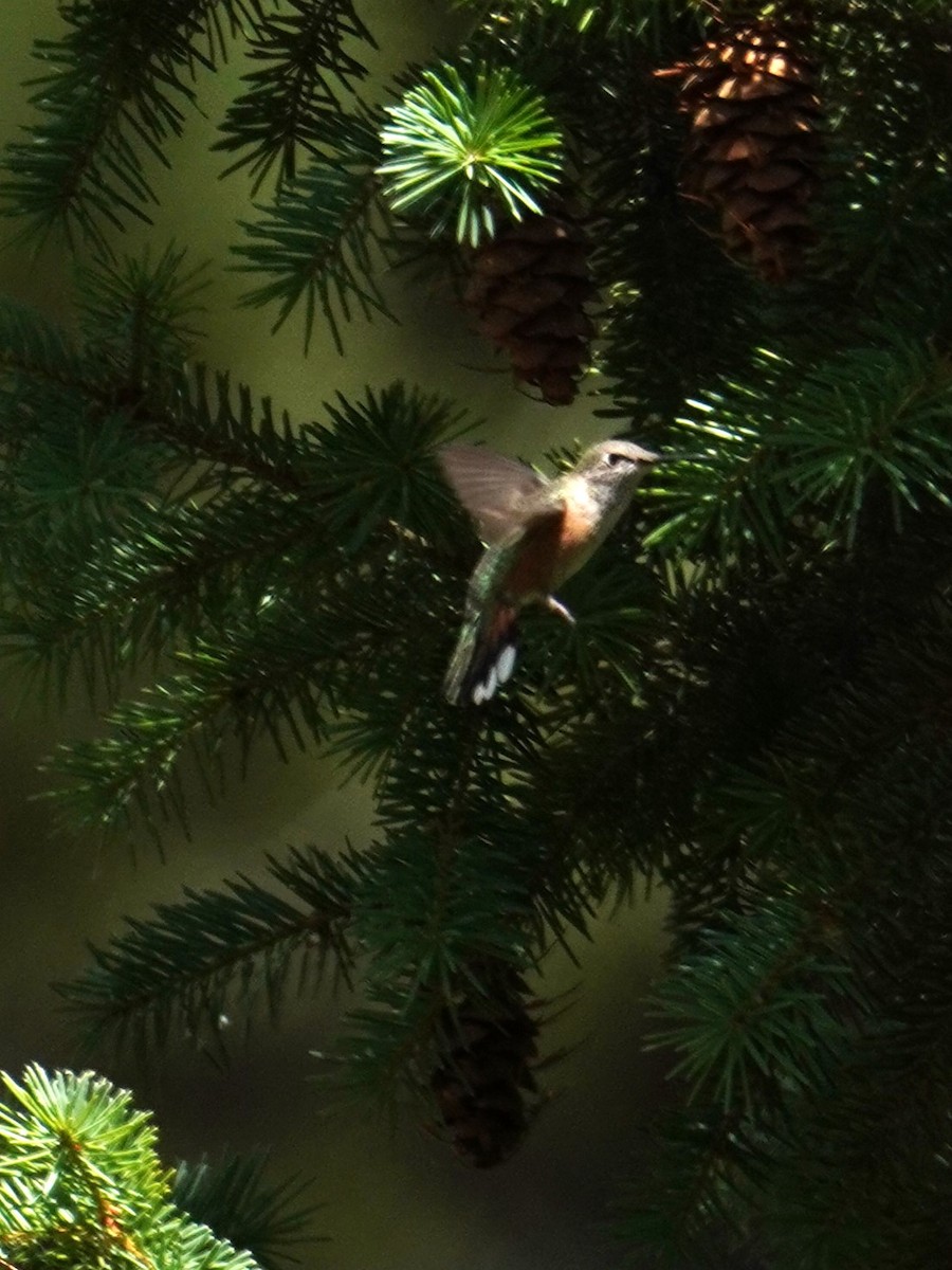 Rufous Hummingbird - ML621224623