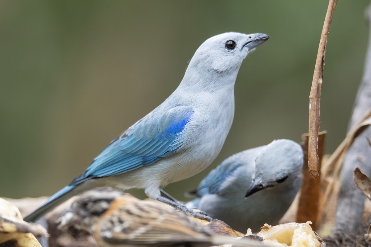 Blue-gray Tanager - ML621224629
