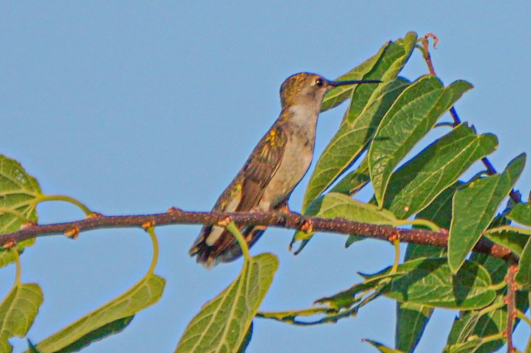 Ruby-throated/Black-chinned Hummingbird - ML621224640