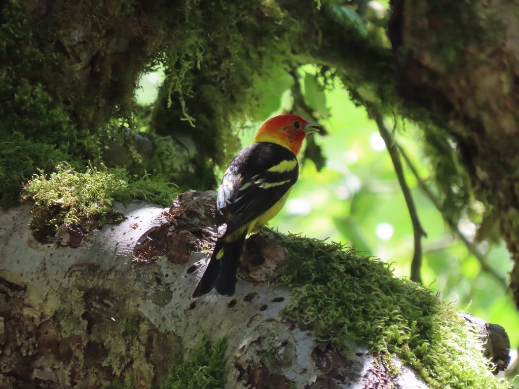 Western Tanager - ML621224645