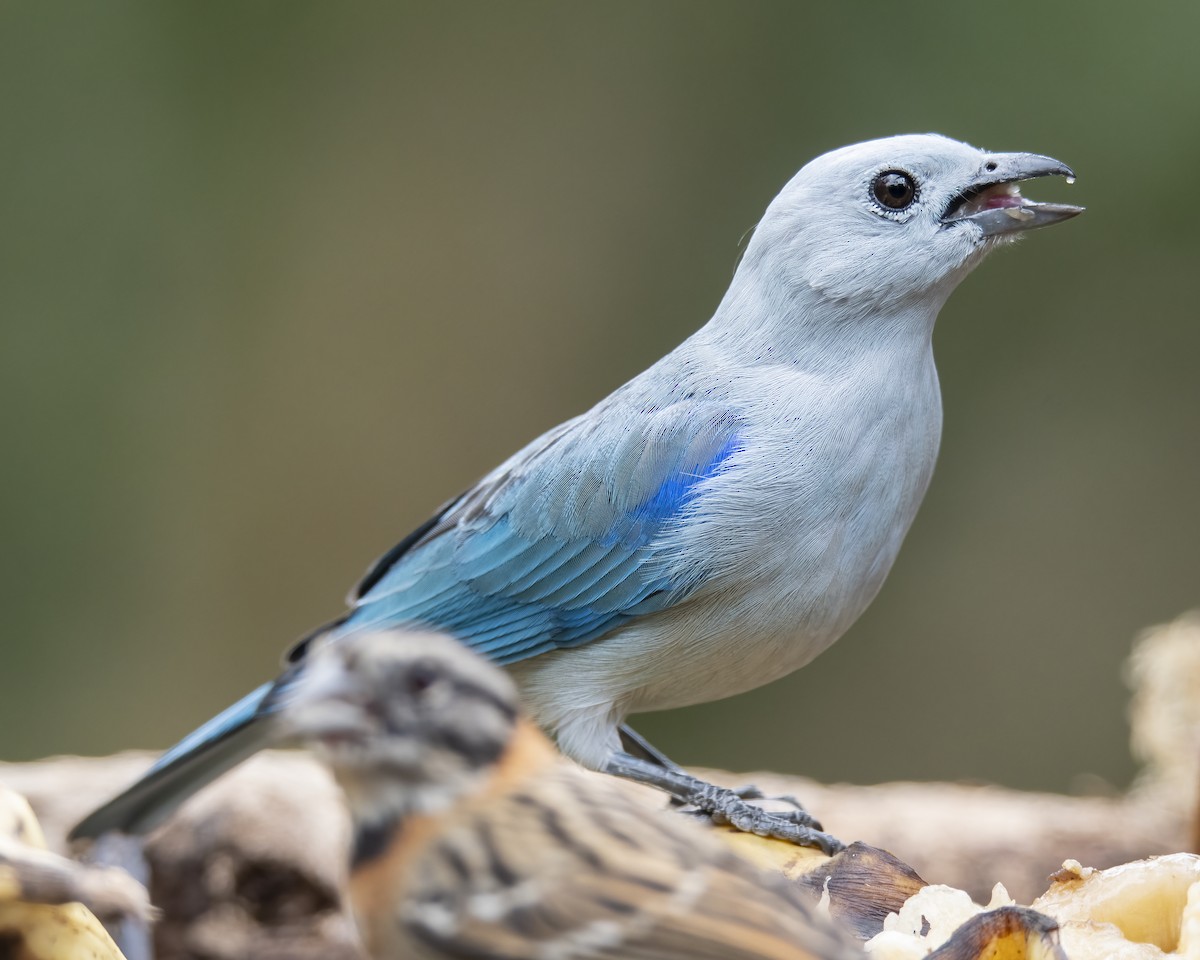 Blue-gray Tanager - ML621224646