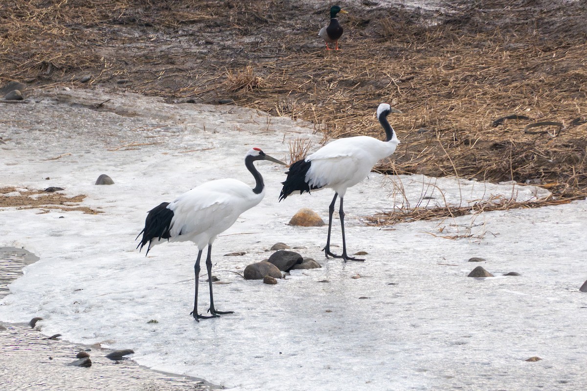 Red-crowned Crane - ML621224661
