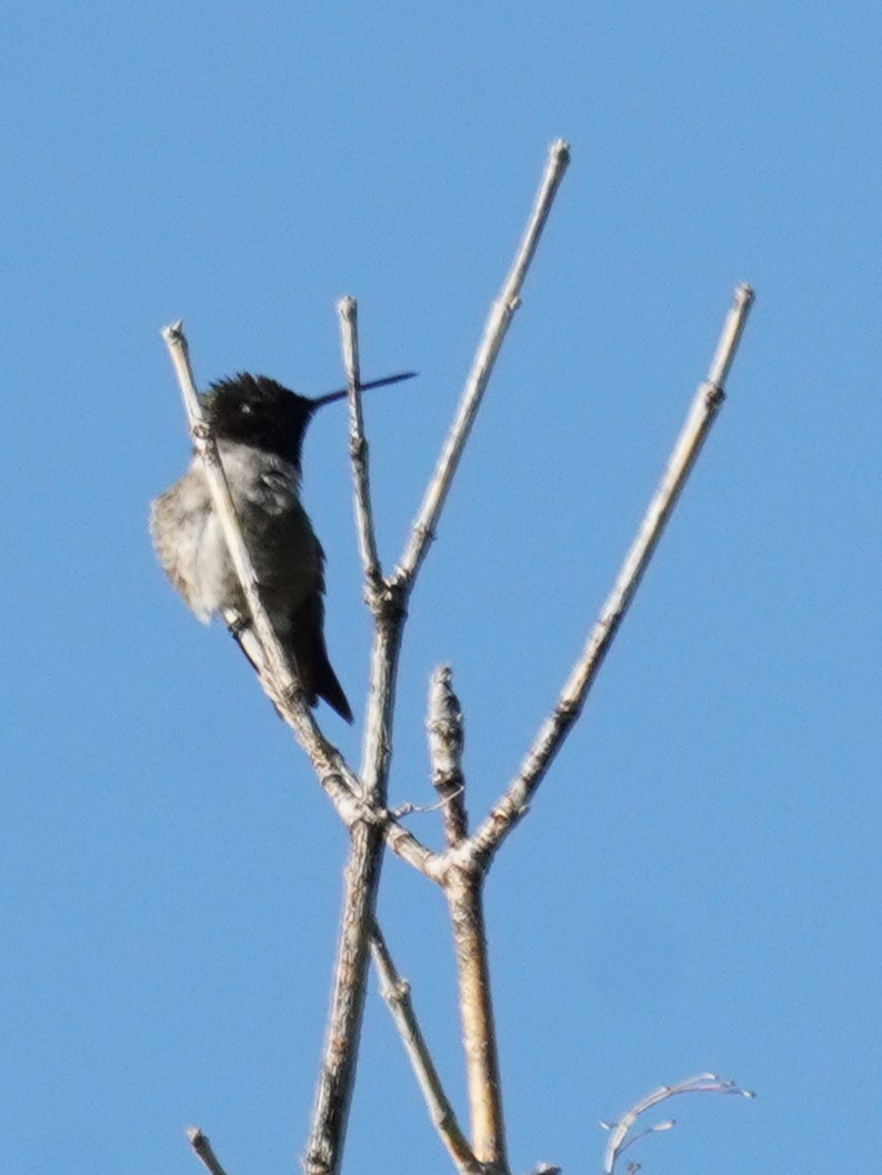Black-chinned Hummingbird - ML621224685