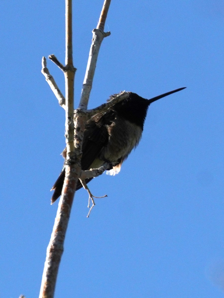 Black-chinned Hummingbird - ML621224686