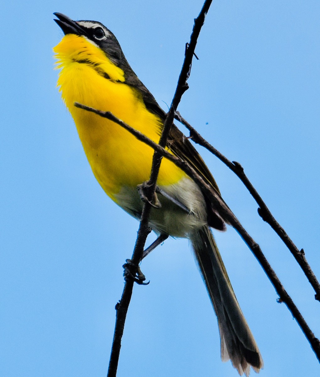 Yellow-breasted Chat - ML621224699