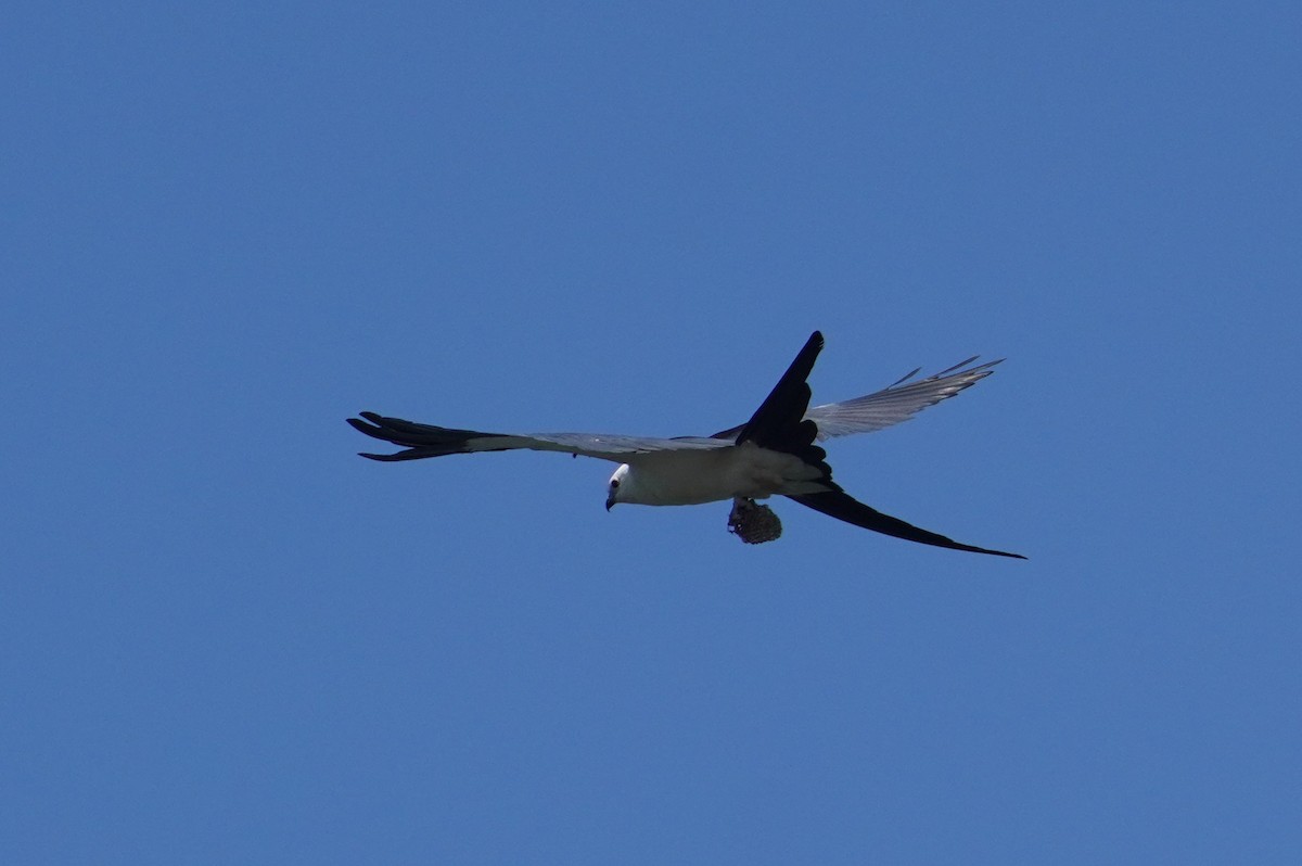 Swallow-tailed Kite - ML621224715
