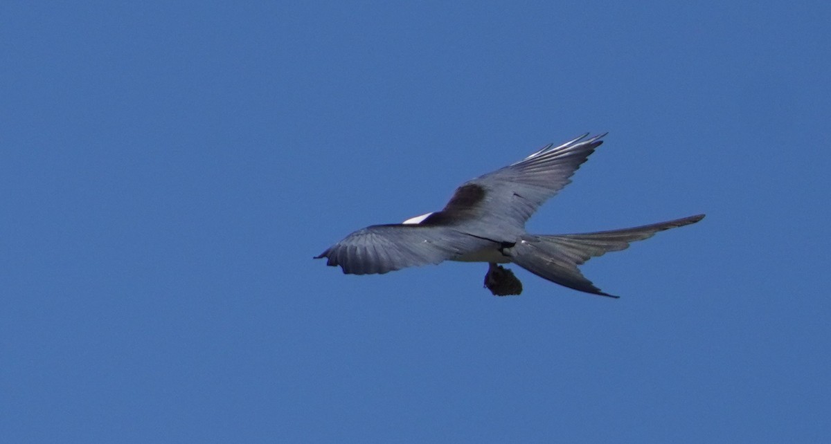 Swallow-tailed Kite - ML621224716