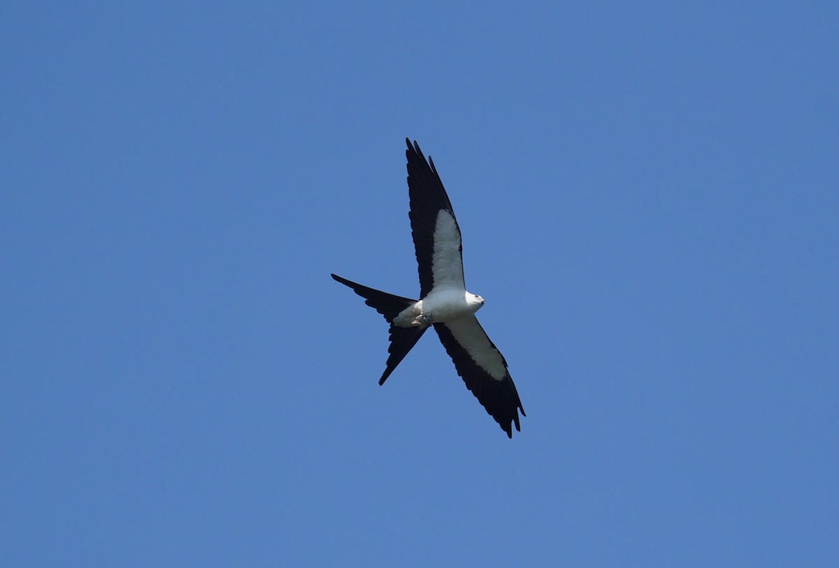 Swallow-tailed Kite - ML621224717