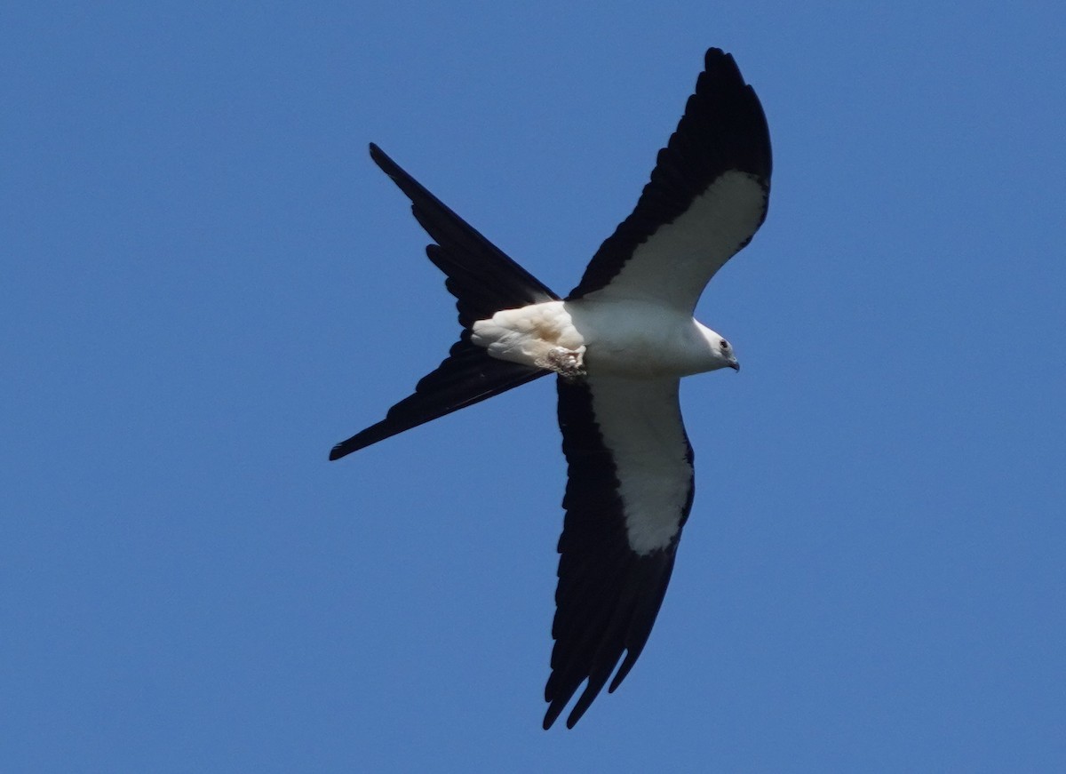 Swallow-tailed Kite - ML621224718