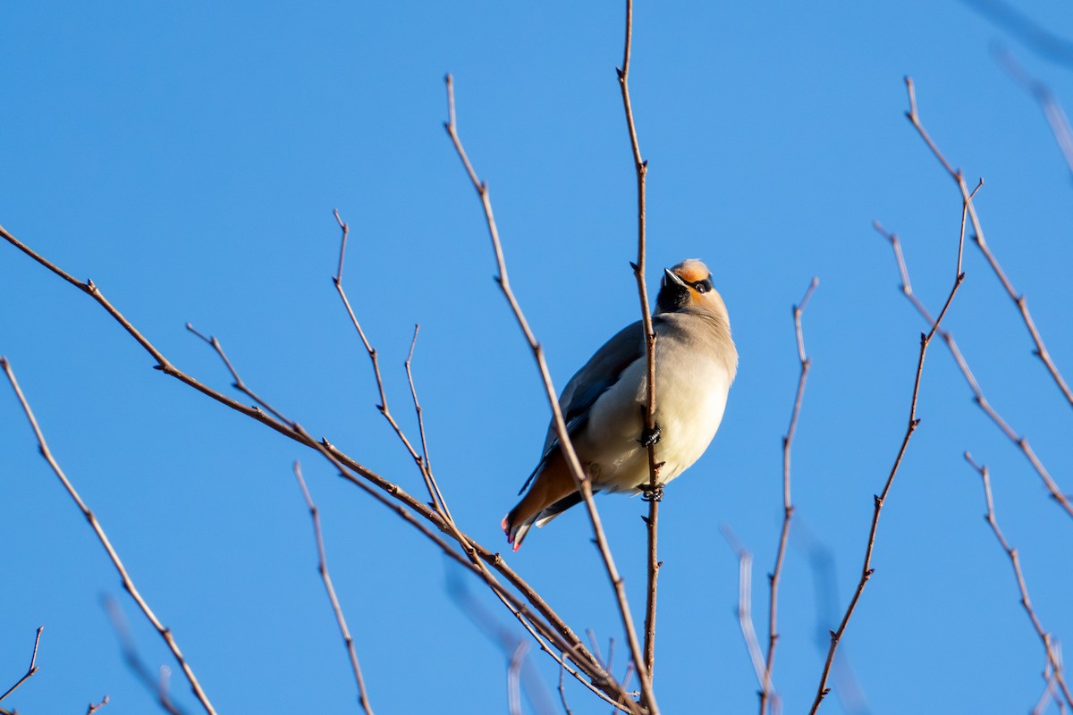 Japanese Waxwing - ML621224779