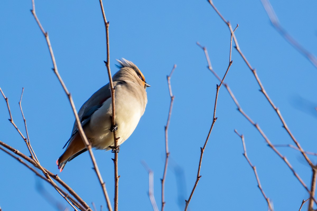 Japanese Waxwing - ML621224780