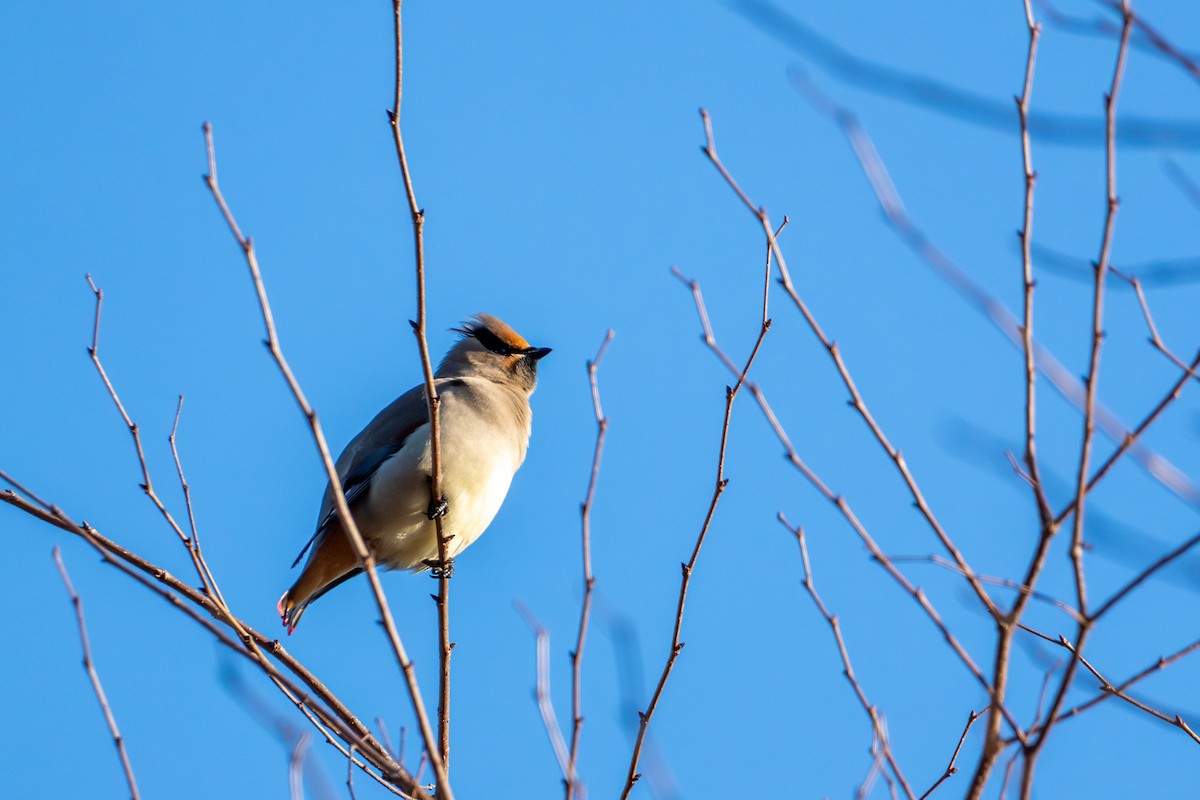 Japanese Waxwing - ML621224781