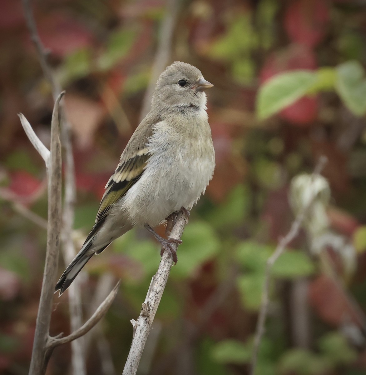 Lawrence's Goldfinch - ML621224787