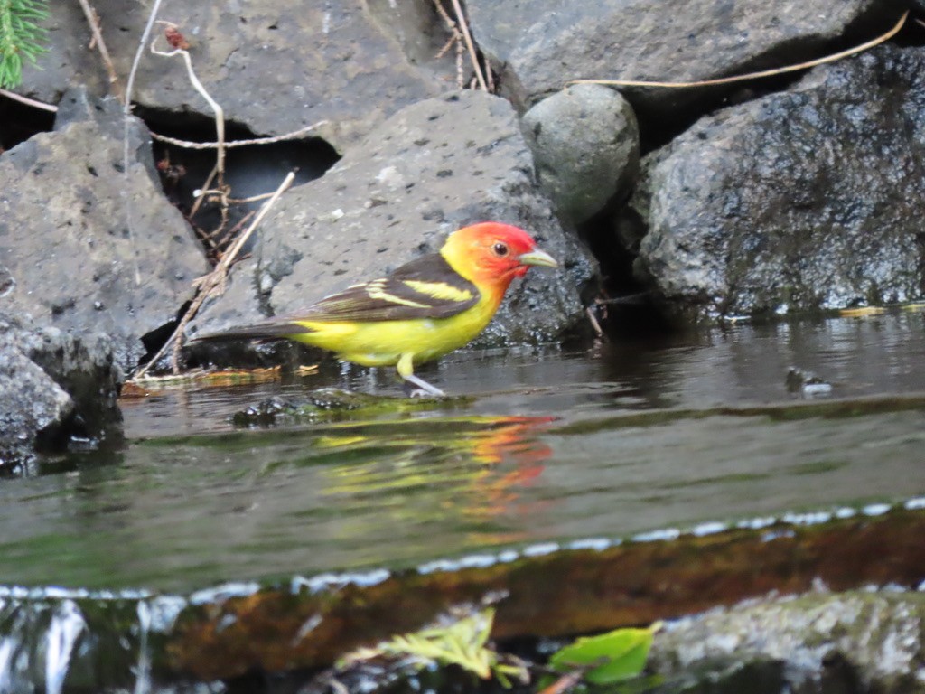 Western Tanager - ML621224798