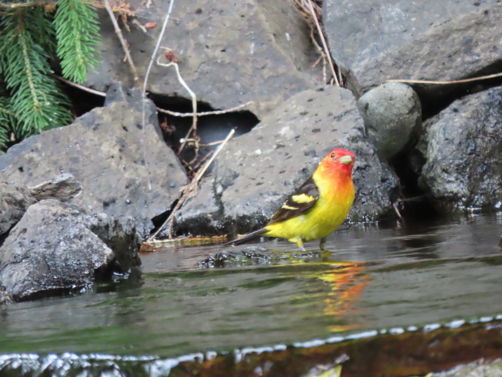 Western Tanager - ML621224800