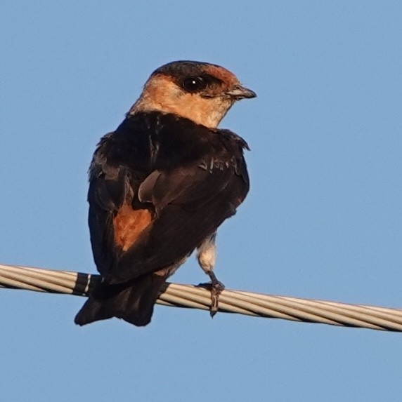 Cave Swallow - ML621224808