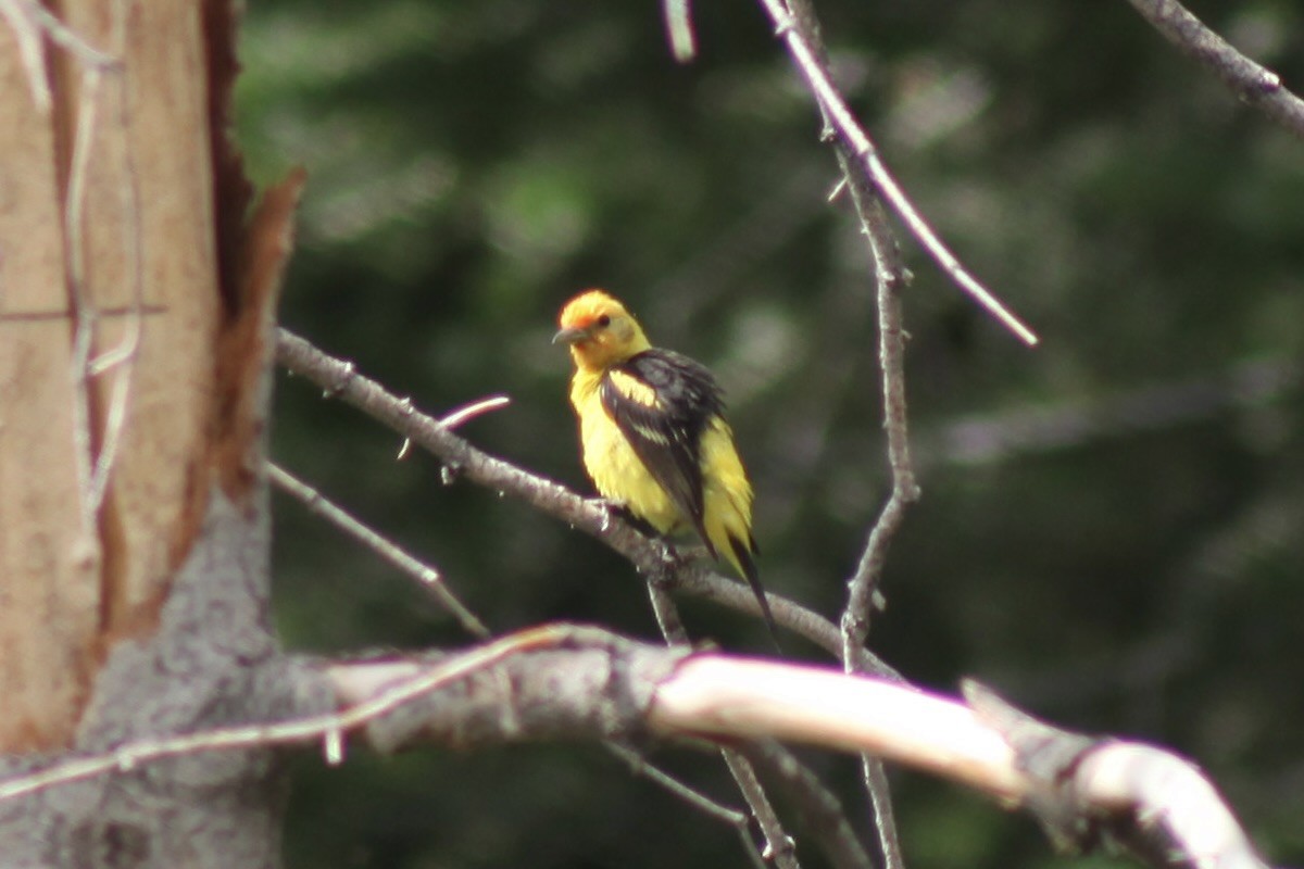 Western Tanager - ML621224813