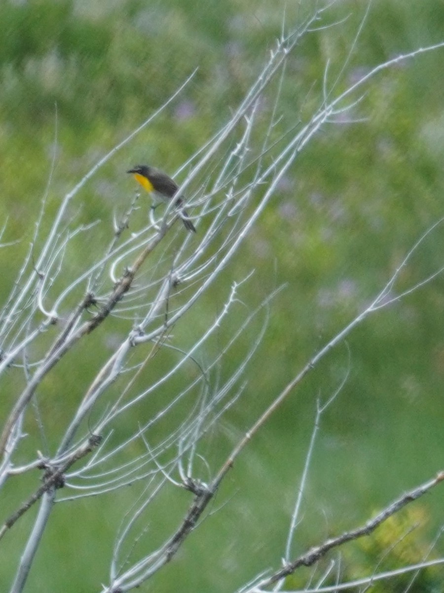 Yellow-breasted Chat - ML621224815