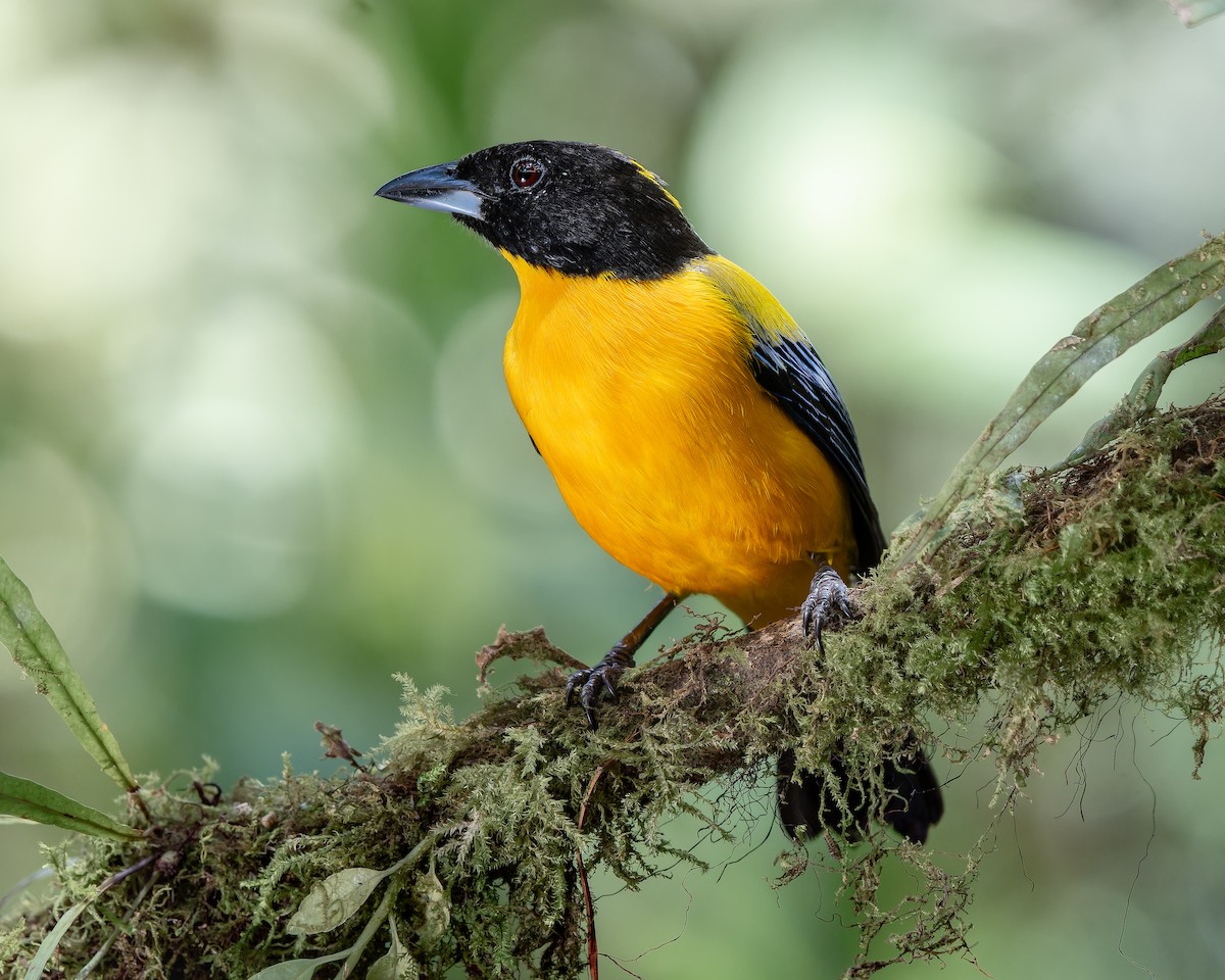 Black-chinned Mountain Tanager - ML621224843