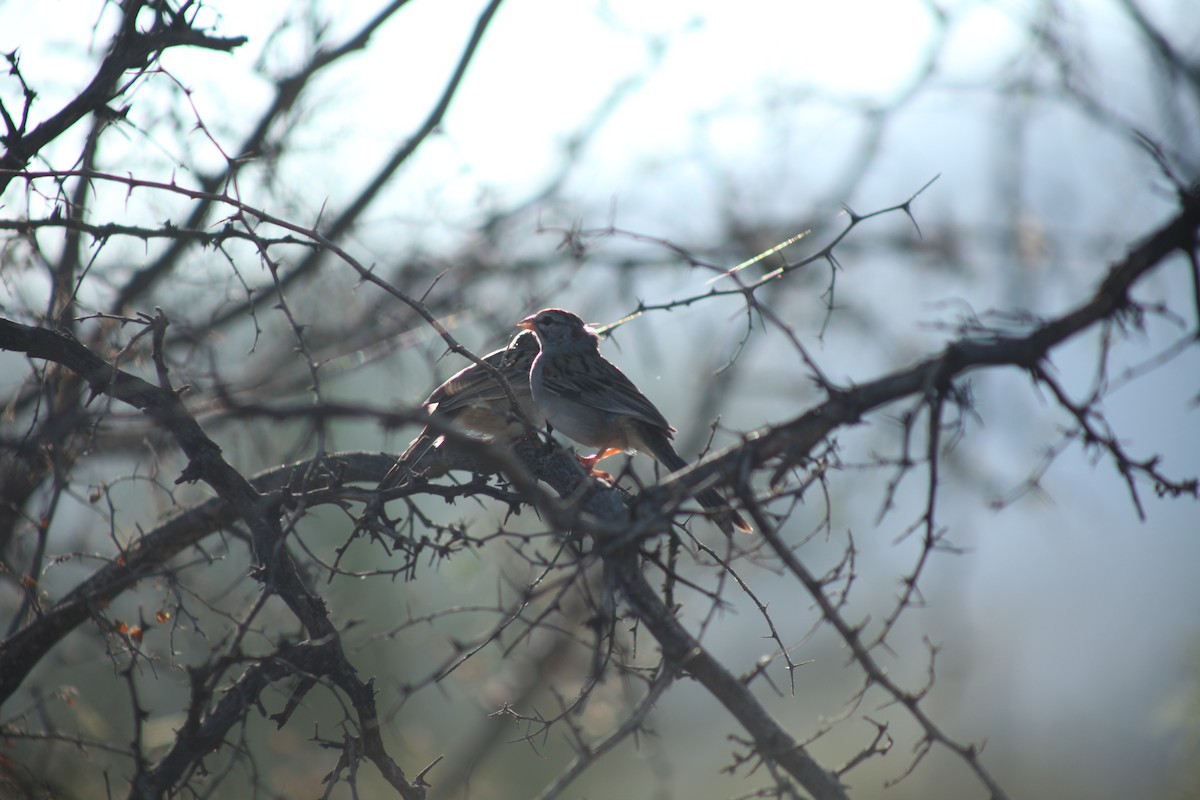 Rufous-winged Sparrow - ML621224880