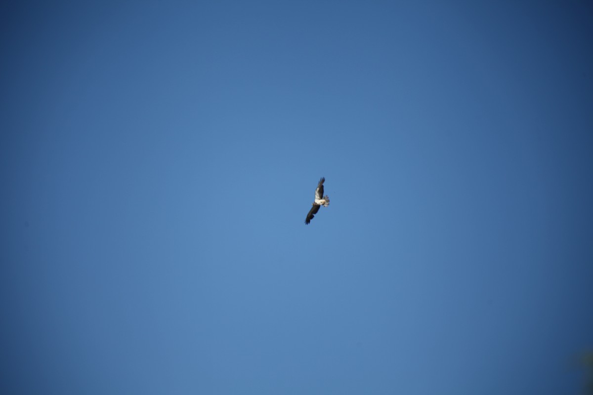 Swainson's Hawk - ML621224909