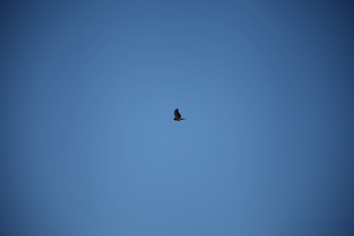 Swainson's Hawk - ML621224911