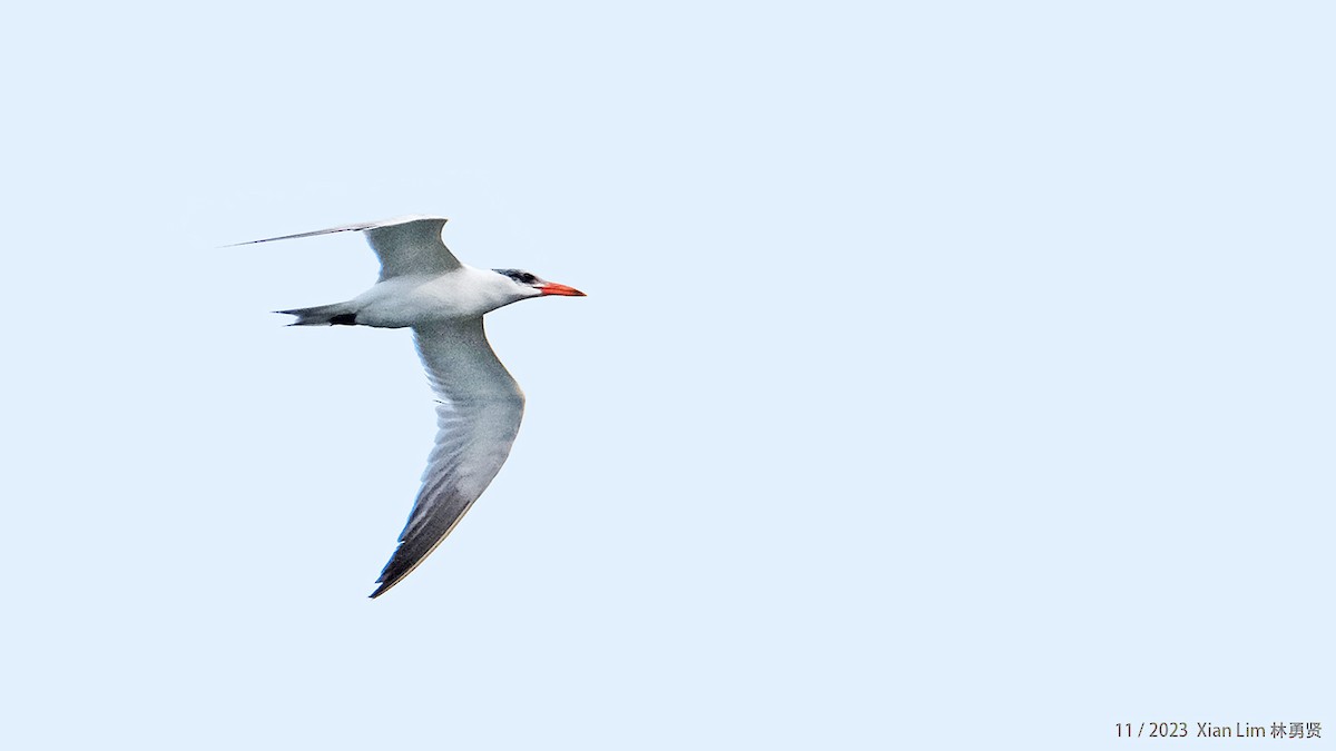 Caspian Tern - ML621224912