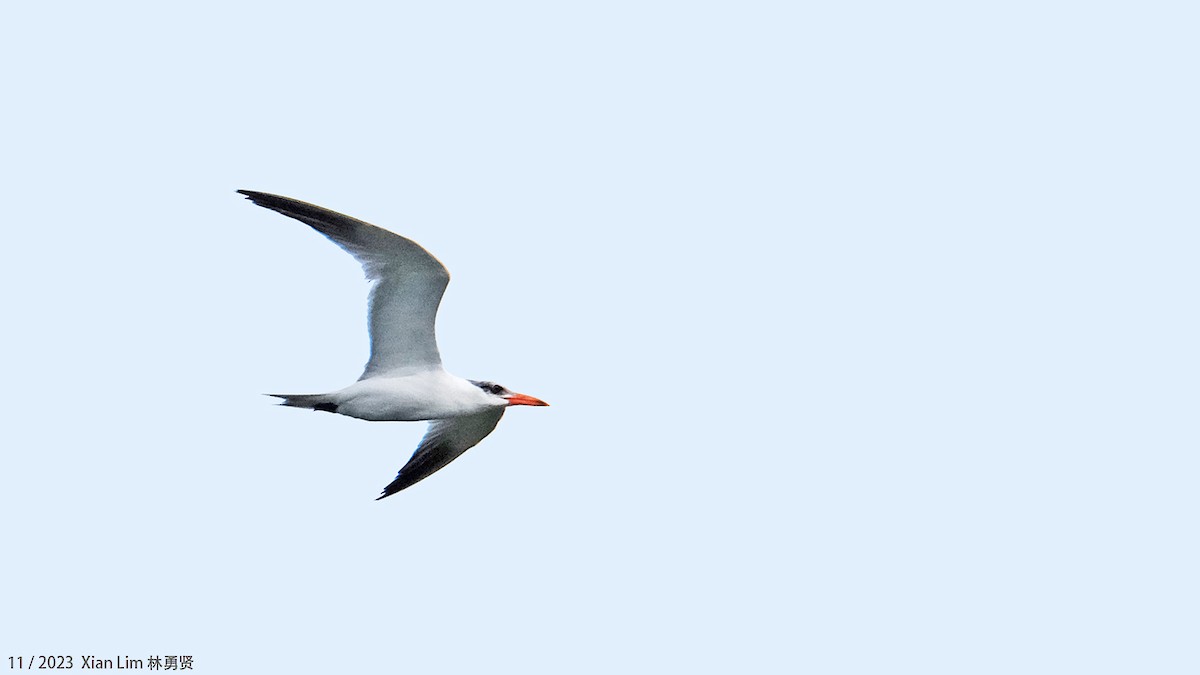 Caspian Tern - ML621224913