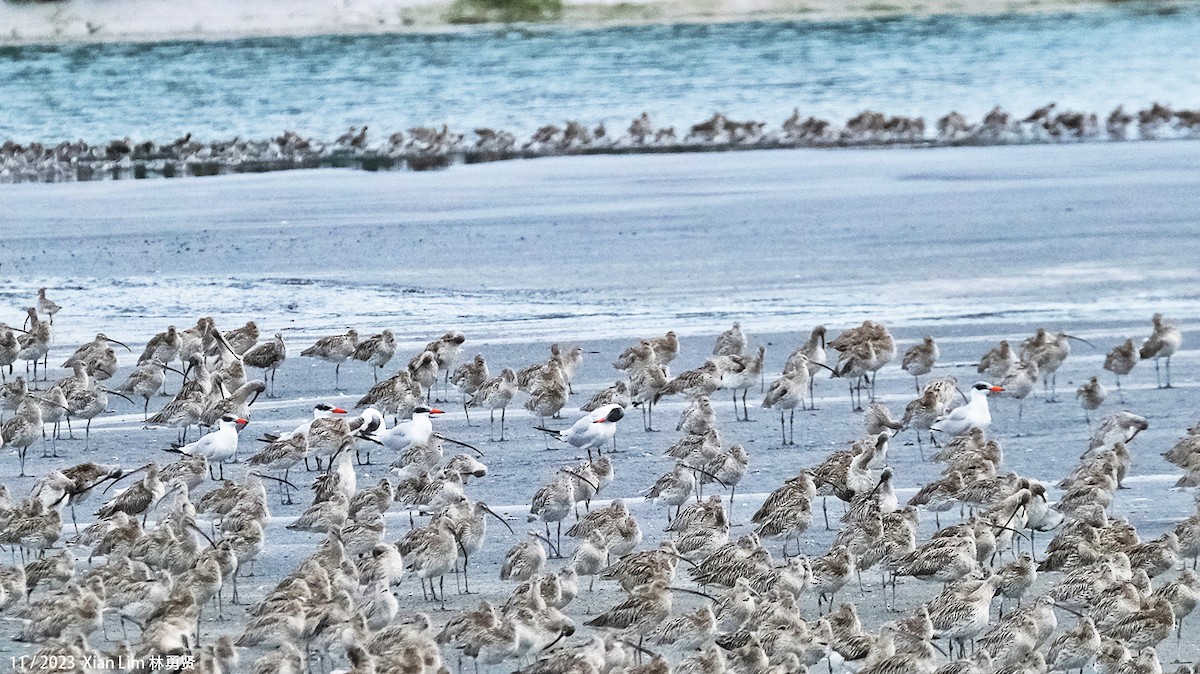 Caspian Tern - ML621224915