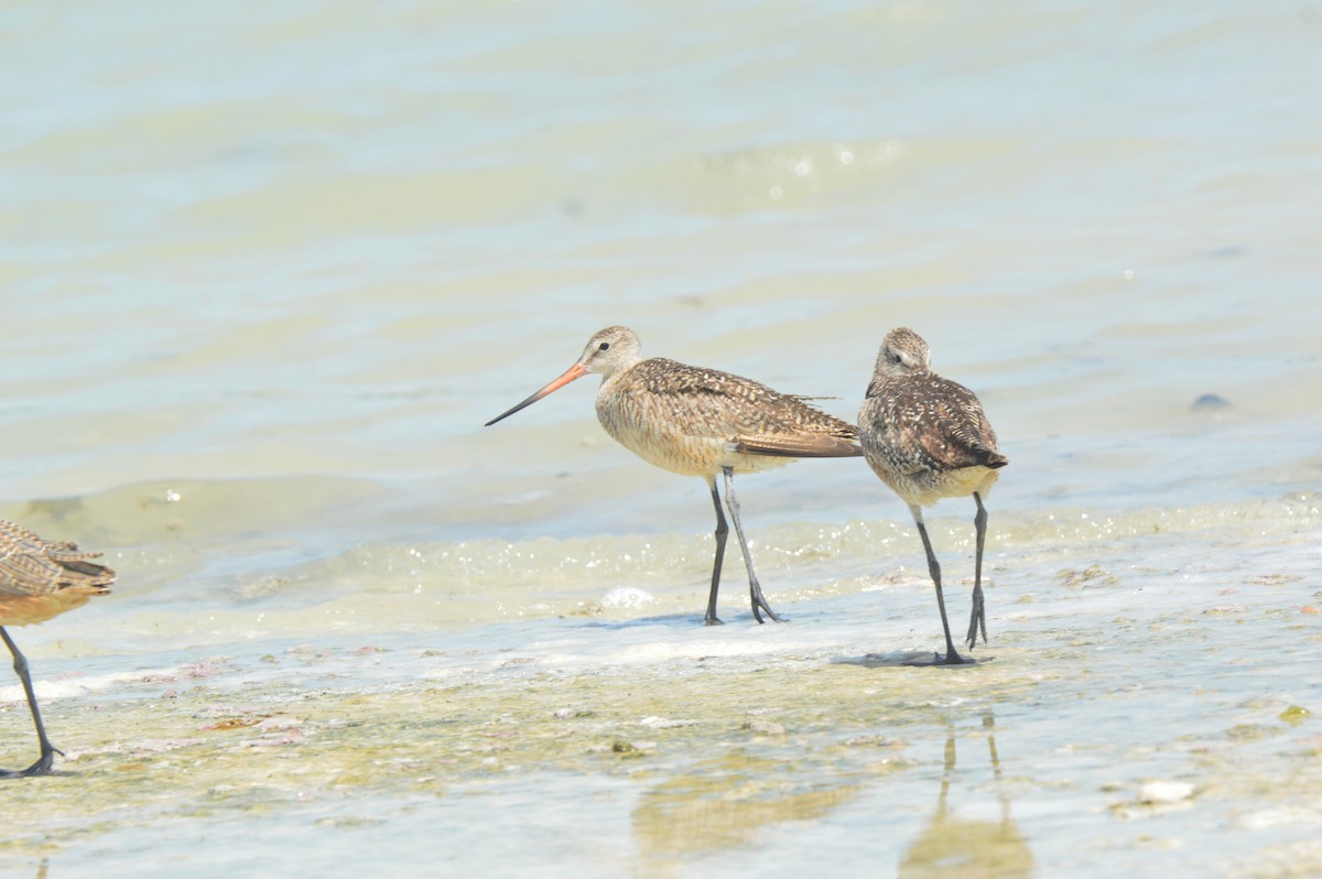 Marbled Godwit - ML621224927