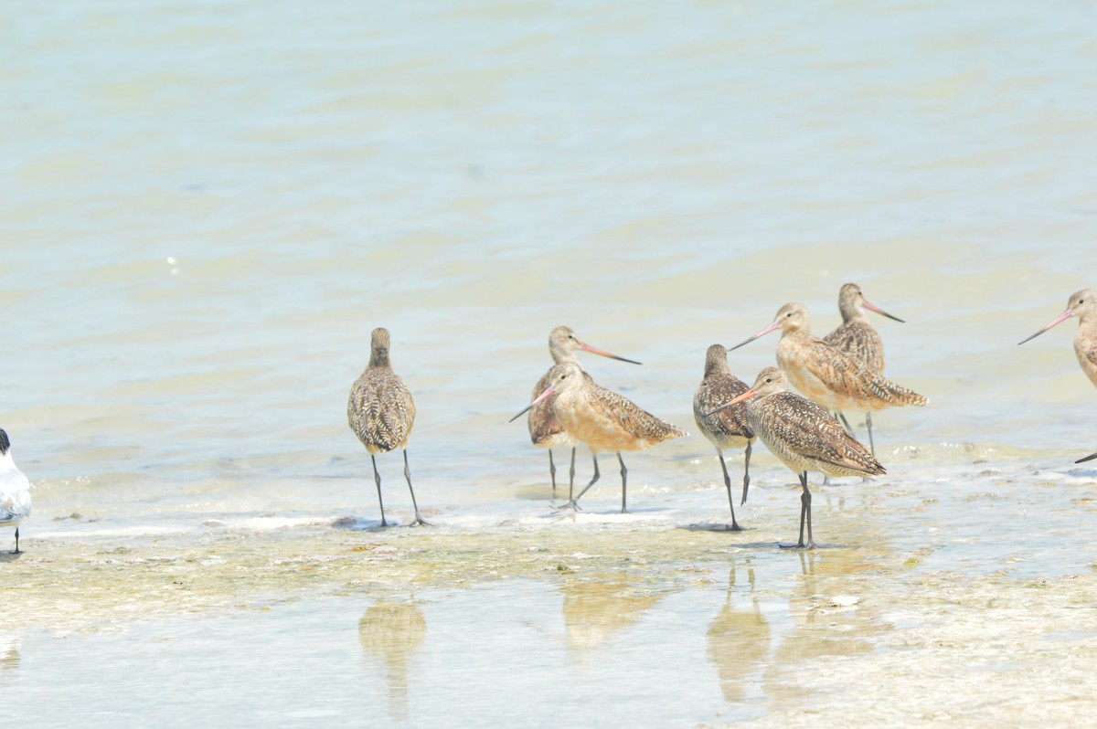 Marbled Godwit - ML621224928