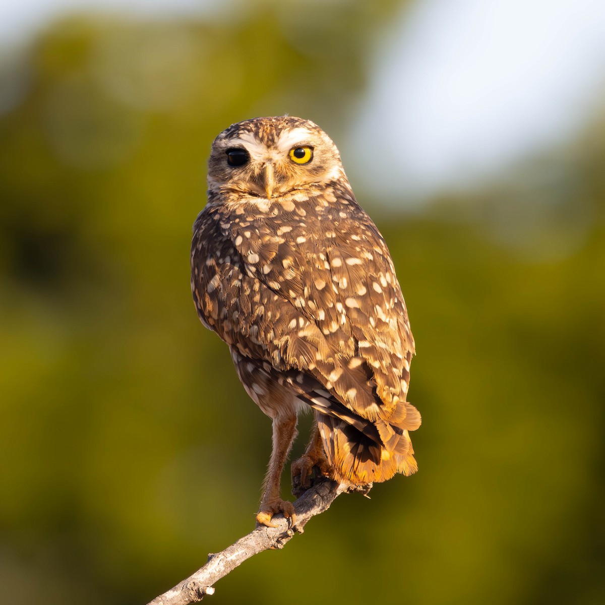 Burrowing Owl - ML621224963