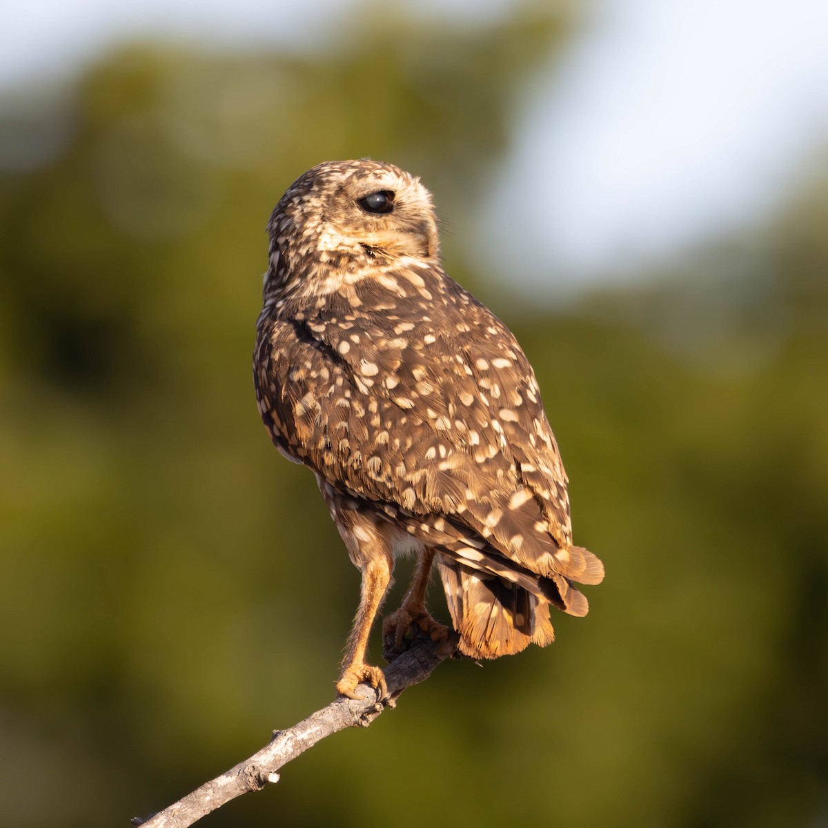 Burrowing Owl - ML621224966