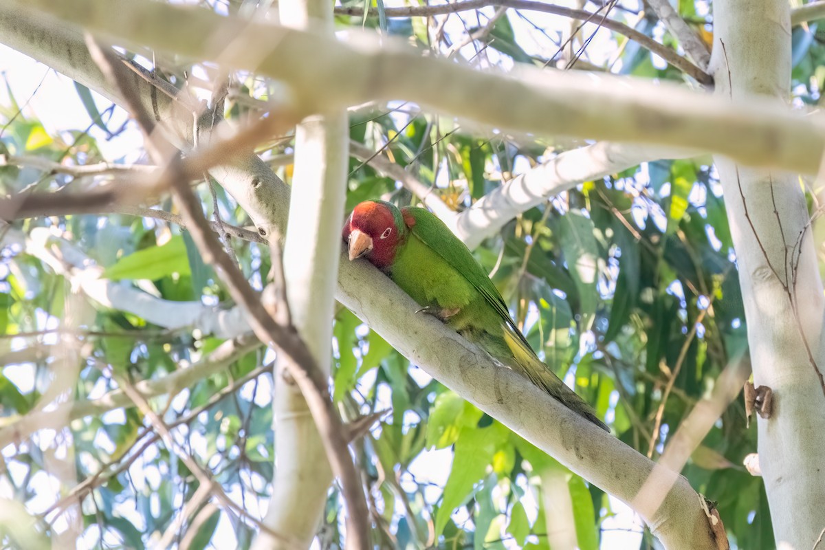 Red-masked Parakeet - ML621224968