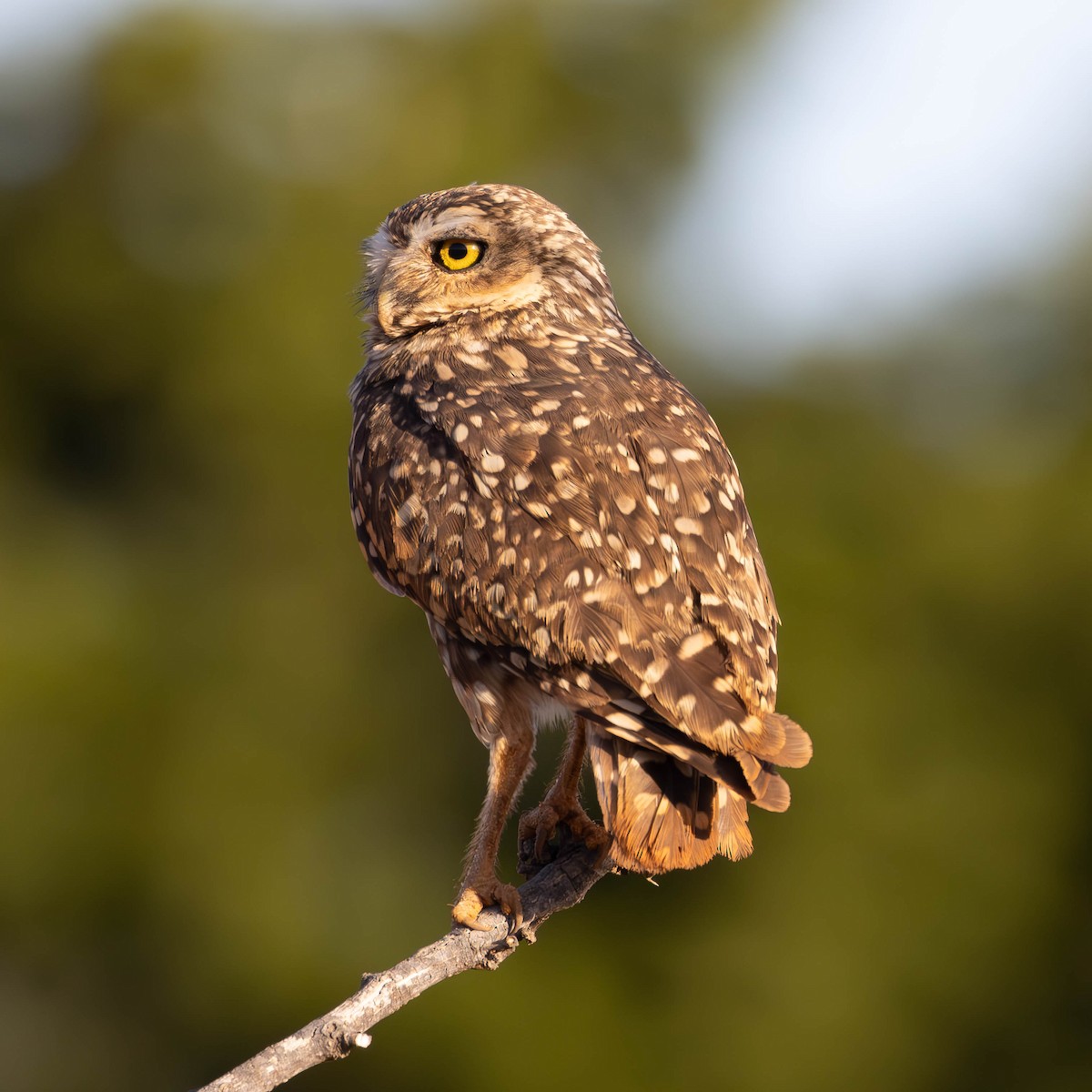 Burrowing Owl - ML621224969
