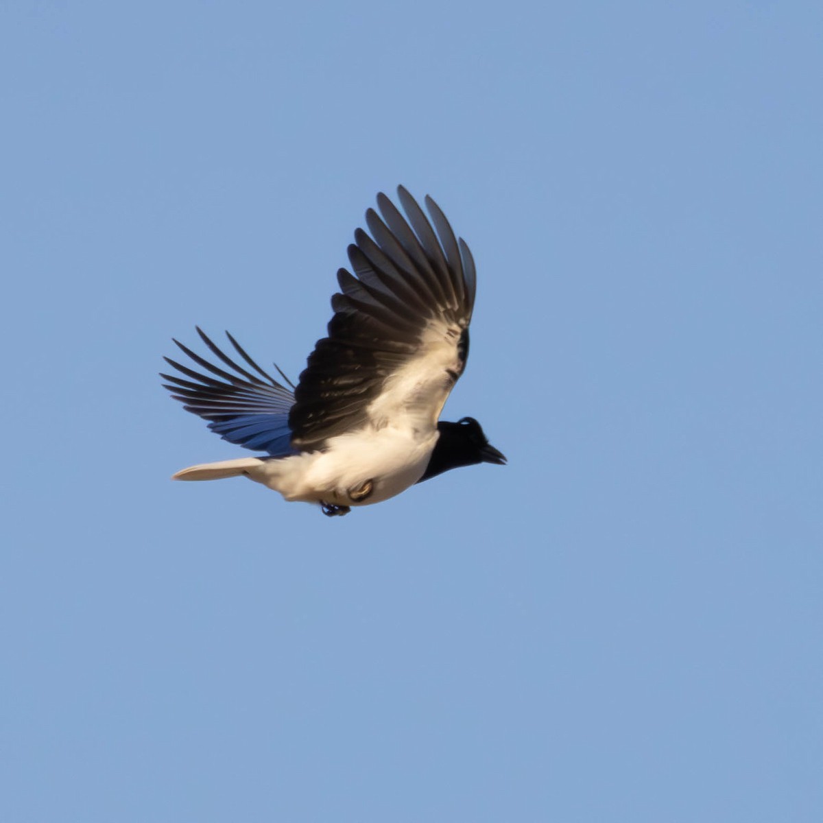 Curl-crested Jay - ML621224994
