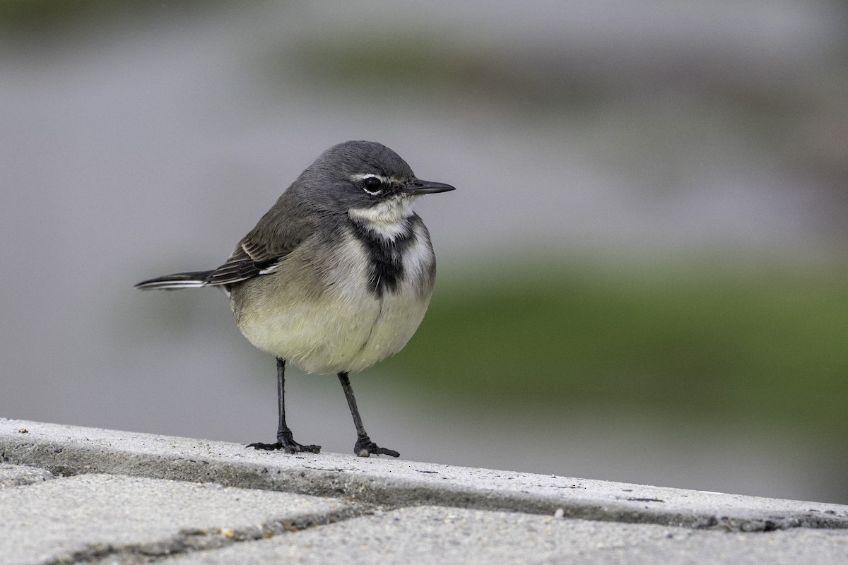 Cape Wagtail - ML621225021