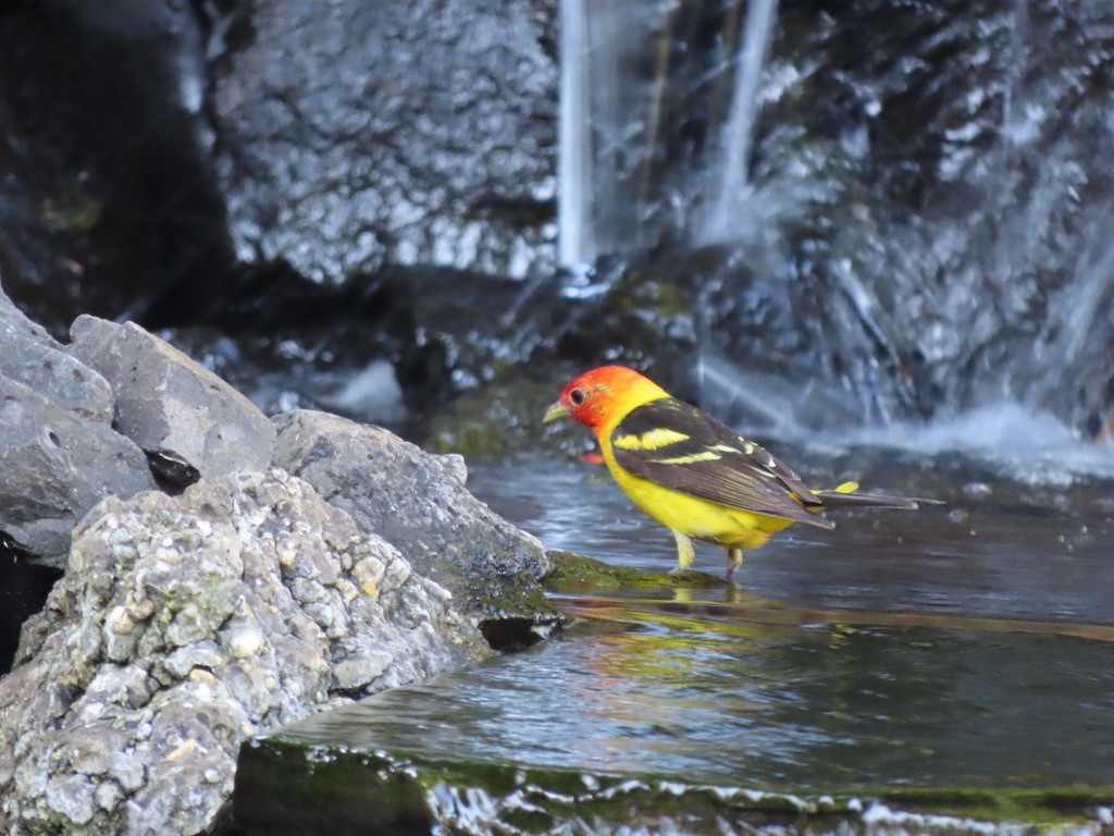 Western Tanager - ML621225040