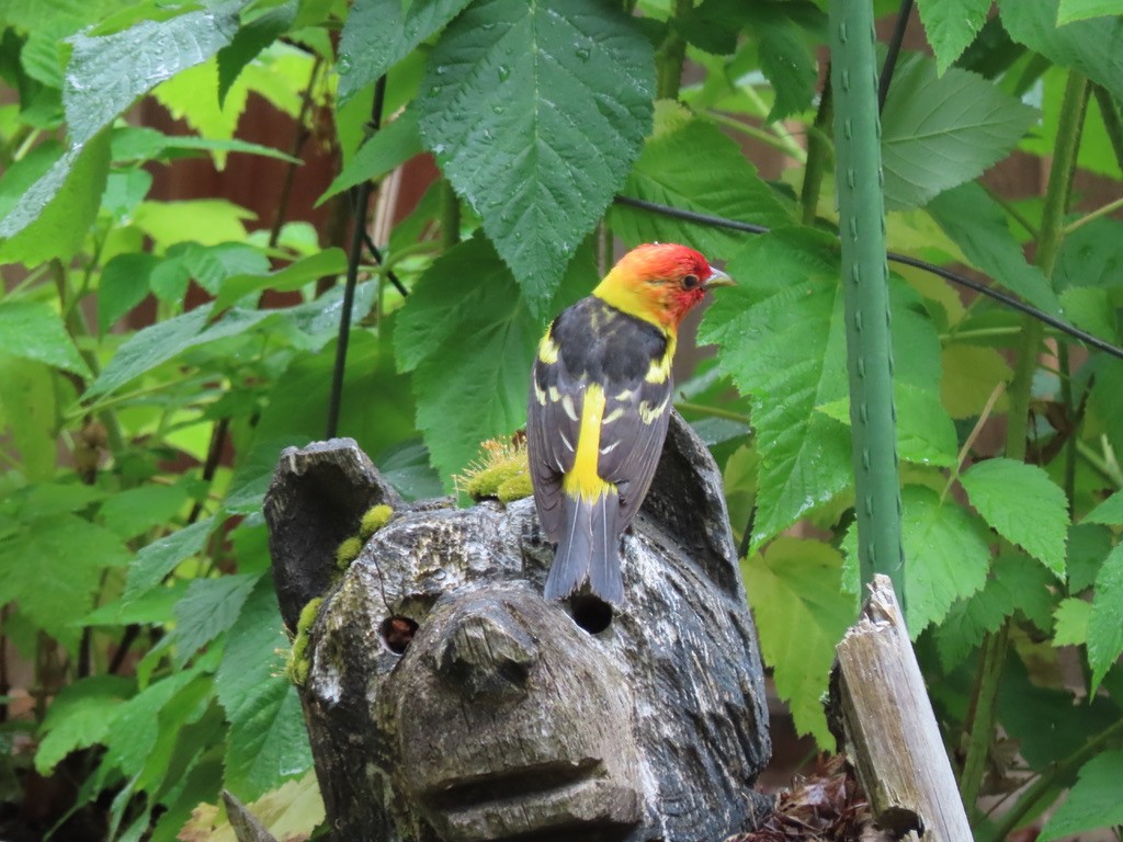 Western Tanager - ML621225043