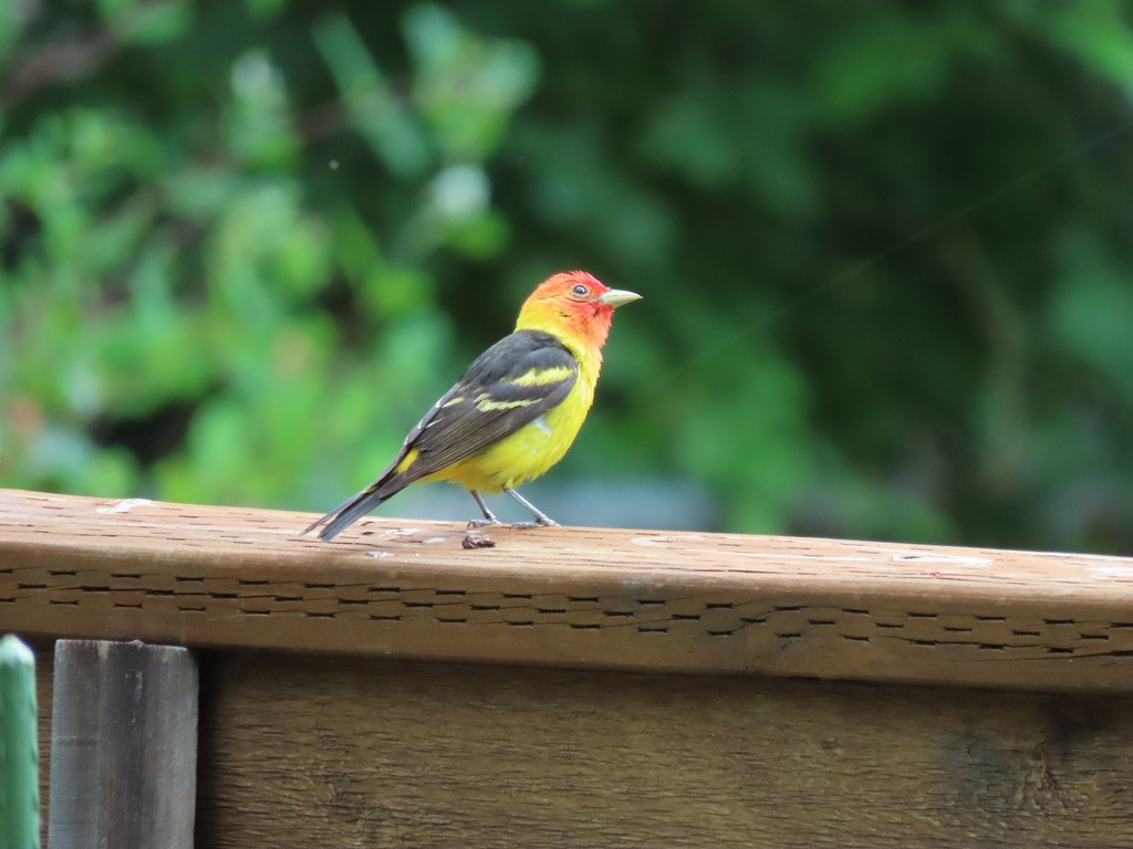 Western Tanager - ML621225045
