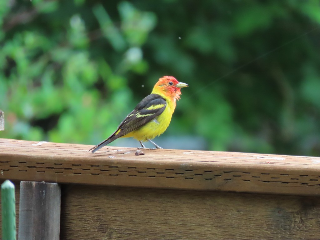 Western Tanager - ML621225053