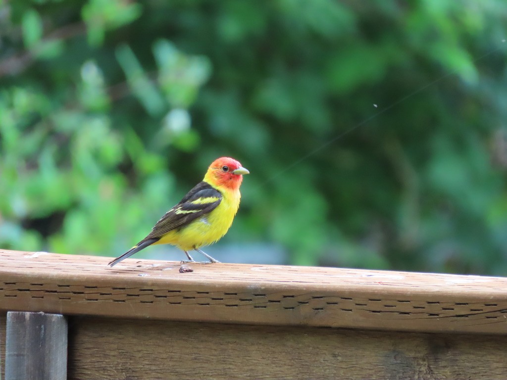 Western Tanager - ML621225054