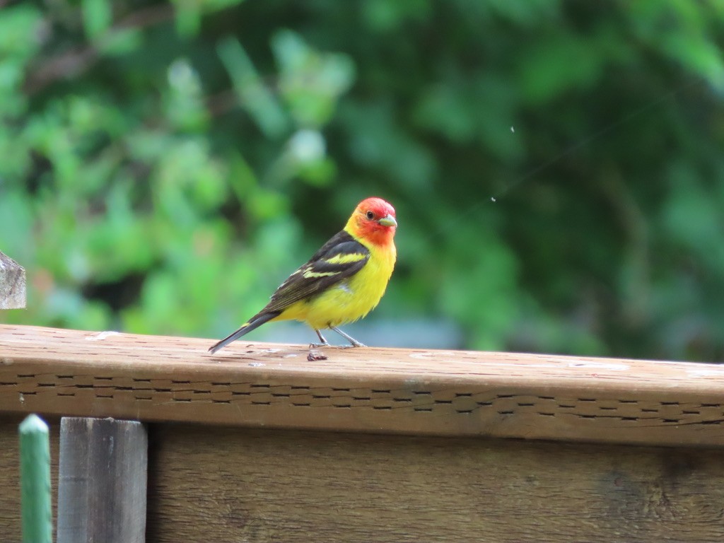 Western Tanager - ML621225056