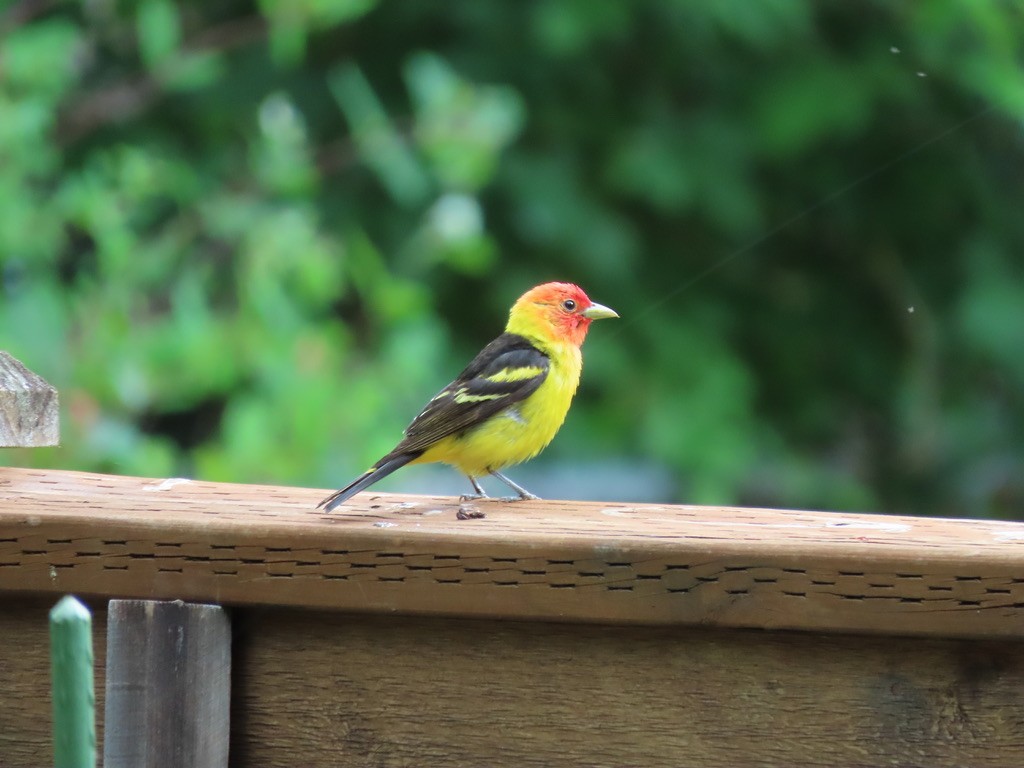 Western Tanager - ML621225058