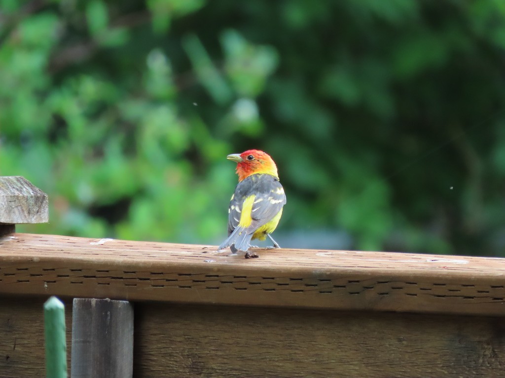 Western Tanager - ML621225061