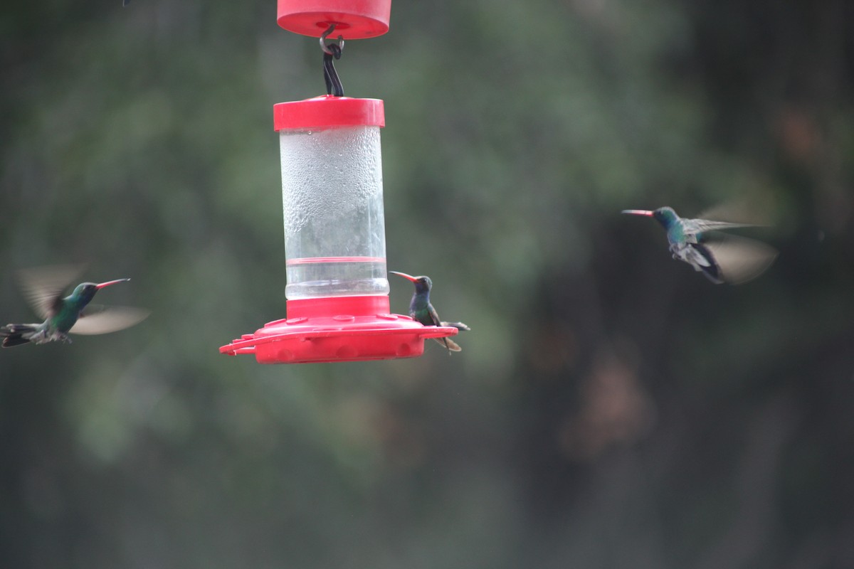 Broad-billed Hummingbird - ML621225069